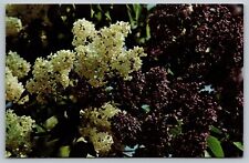 Postcard - Lilac Bushes, Highland Park, Rochester, New York picture