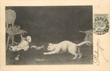 Undiv. Back Postcard; White Cat Stalks Rat which is Destroying a Shoe, Belgium picture