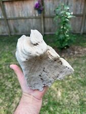 Texas Live Oak Petrified Wood 6x6x5 Rotted Log End Visible Medullary Rays picture