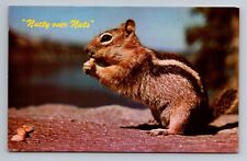 Postcard - Nutty Over Nuts Ground Squirrel picture