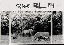1966 Press Photo An ellk joins a herd of herefords in an Oregon pasture picture
