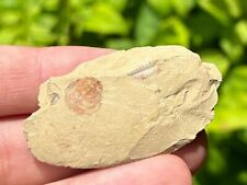 China Fossil Brachiopod and Trilobite in Matrix Diadongia pista Cambrian Age picture