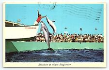 1960s MIAMI FLORIDA SHOWTIME AT MIAMI SEAQUARIUM DOLPHINS CHROME POSTCARD P2699 picture