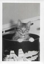 Vintage SMALL FOUND CAT PHOTOGRAPH Black And White Snapshot ORIGINAL 46 43 C picture
