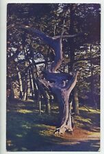 GHOST TREE, CARMEL, CALIFORNIA postcard A2 picture