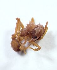 Leaf-Cutter Ant Worker: Acromyrmex sp.  (Formicidae) BELIZE Hymenoptera Insect picture