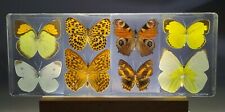 8pcs Real Butterfly Butterflies Set in 8.5