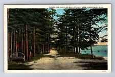 Cheboygan MI-Michigan, Pines On Mullet Lake, Antique, Vintage Postcard picture