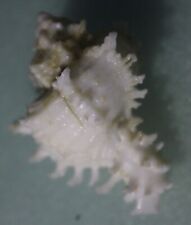murex endivia albino 50mm caught in 100meters deep Siargao Island June 647 2023 picture