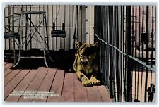 c1910 Lion Close Range Wonderland Park Zoo San Diego California Vintage Postcard picture