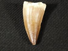 100 Million Year Old Mosasaurus TOOTH Fossil From Morocco 12.6gr picture