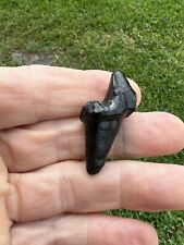 Florida Fossil Dire Wolf Tooth picture