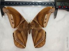 HUGE SATURNIIDAE RARE SP. BUTTERFLY MOTH MOUNTED RIKER FRAMED FROM PERU 154mm picture
