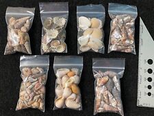 Vintage Estate Large Sea Shells Lot Various Sizes And Shells Beautiful Selection picture