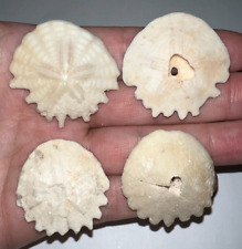 BARGAIN Megalodon Era Fossil Sand Dollar lot of 4 Heliophora 1.35 to 1.55 Inches picture
