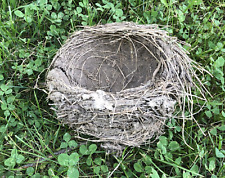 Real Abandoned Natural Bird Robin Nest Doubled picture
