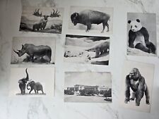 Lot Of Eight Vintage Chicago Museum of Natural History Postcards picture