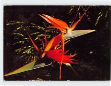 Postcard Colorful Bird of Paradise plant in tropical Florida USA picture