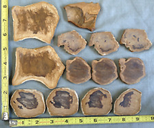 Petrified Wood Slab - Lot Of 13 - 456 Grams Lapidary Rough Matching Sets picture
