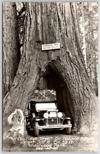 RPPC Coolidge Tree Redwood Highway in Underwood Park Old Car Real Photo picture