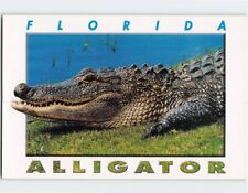 Postcard Florida Alligator USA picture