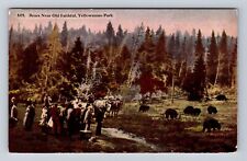 Yellowstone National Park, Bears Old Faithful, Series #5375, Vintage Postcard picture