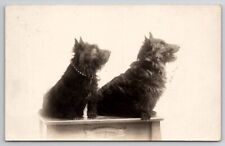 RPPC Two Cute Scottish Terrier Dogs Posed On Table Real Photo c1910 Postcard S27 picture