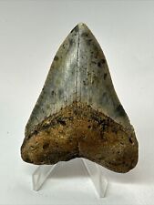 Megalodon Shark Tooth 3.30” Unique - Colorful - Natural Fossil 18218 picture