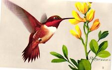 Vintage Postcard- Rufous Hummingbird picture