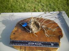 Cute Cabin Decor Tiny Real Abandoned Natural Found Gold Finch Bird Nest #3 picture