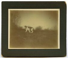 (3) Very old Kitty Cat Kitten Antique Circa 1890s Cabinet Card Photos Lot picture