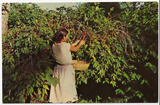 Coffee Harvest Woman Coffee Picker El Salvador Chrome Unposted Postcard picture