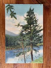 Hemlock State Tree, Pennsylvania - 1937 Vintage Postcard picture