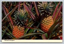 Sweet Delicious Hawaiian Pineapples Vintage Unposted Postcard picture