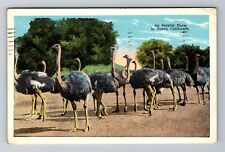 CA-California, An Ostrich Farm, Antique, Vintage c1924 Souvenir Postcard picture
