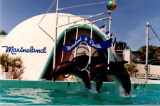 Marineland FL Florida Dolphins Porpoises Jumping HoopsVintage Postcard RPPC 1993 picture