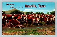 Amarillo TX-Texas, White Faced Cattle, General Greetings, c1962 Vintage Postcard picture