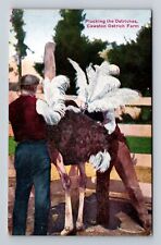 Pasadena CA-California, Cawston Ostrich Farm Plucking Ostriches Vintage Postcard picture