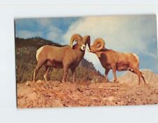 Postcard Rugged, Rocky Mountain Sheep picture