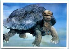 Postcard - Old Turtle by Douglas Wood picture