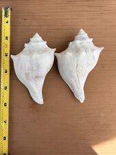 Knobbed Whelk Shells  from the NJ Shore (9) picture