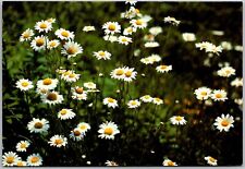 Postcard: Wild Daisies, Vermont's Roadsides and Meadows A196 picture