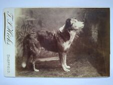 Cabinet Card Beautiful Dog by T S Hicks, Sheffield picture