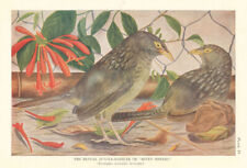 Bengal Jungle-Babbler or Seven Sisters (Turdoides terricolor). Indian Birds 1936 picture