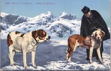 c1910s ST. BERNARD DOG Postcard 
