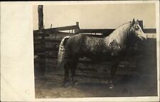 RPPC Beautiful dapple horse in corral owned by Henry Statto UDB c1905 photo PC picture