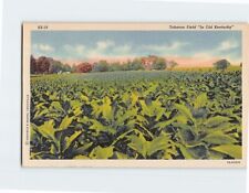 Postcard Tobacco Field 