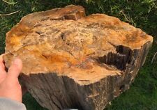 🍀RR⛏️: IMPRESSIVE Woodworthia stump, Arizona Petrified Wood, 102 Lb picture