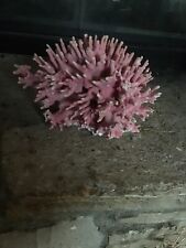 Extremely Rare Natural Allopora California Hydrocoral ( Pink Coral) picture