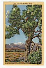 Vintage Postcard PLANTS JOSHUA PALM DESERT TREE LINEN UNPOSTED TEICH picture